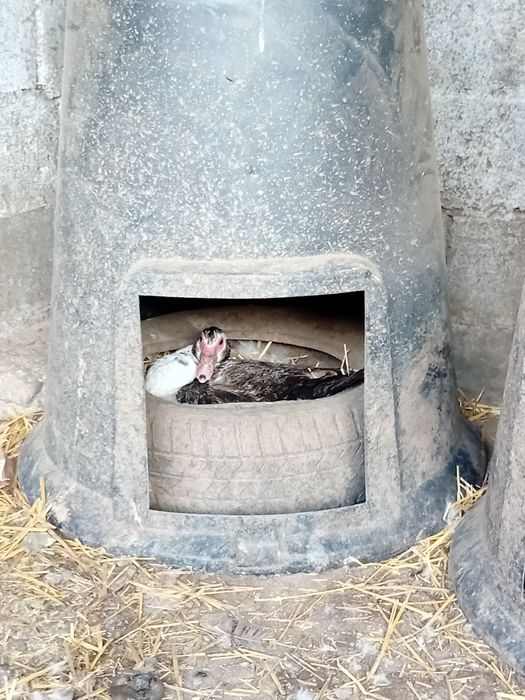 Vând rate leșești