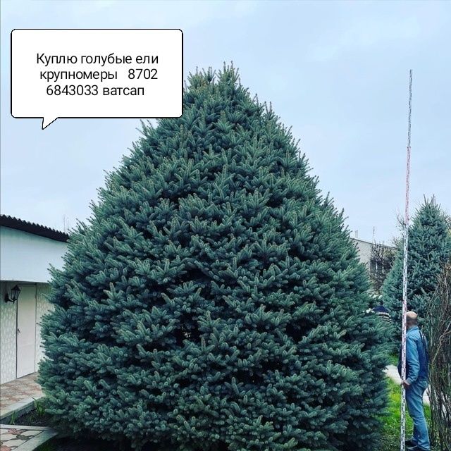 Продам голубые ели хорошего качества.