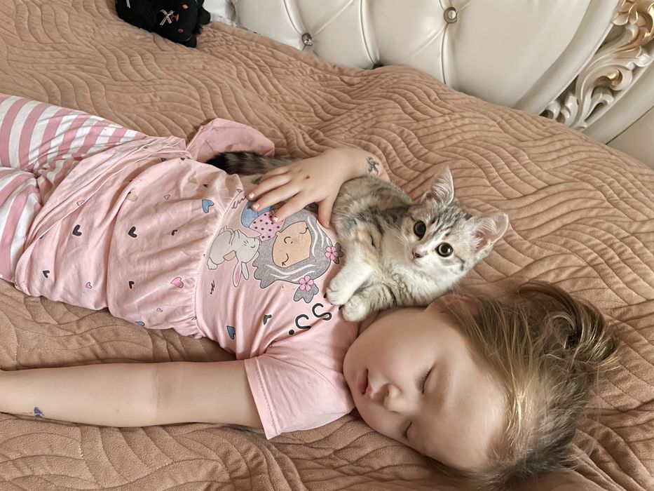 Отдам Котенка