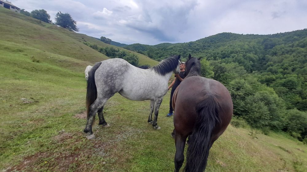 Vând cai unu de 5 ani cal și iapa de 4 ani