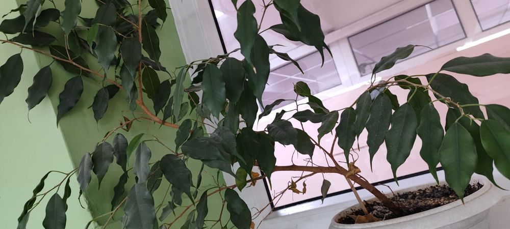 Продам цветы не дорого