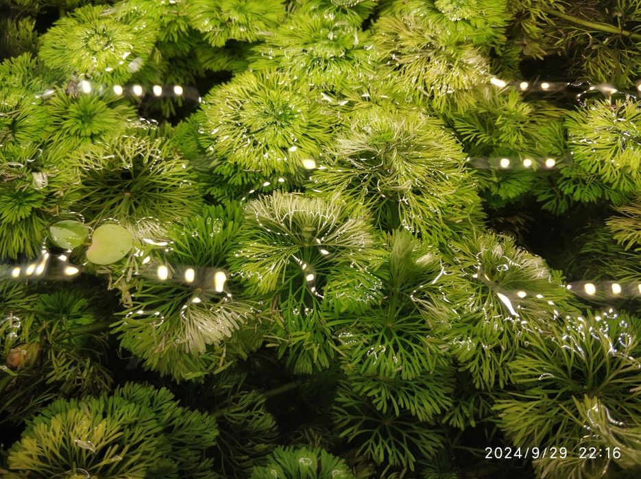 Аквариумные растения