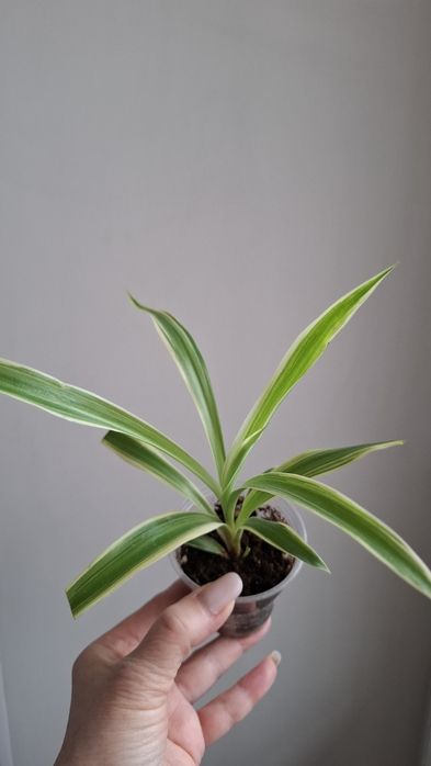 Комнатные цветы разные