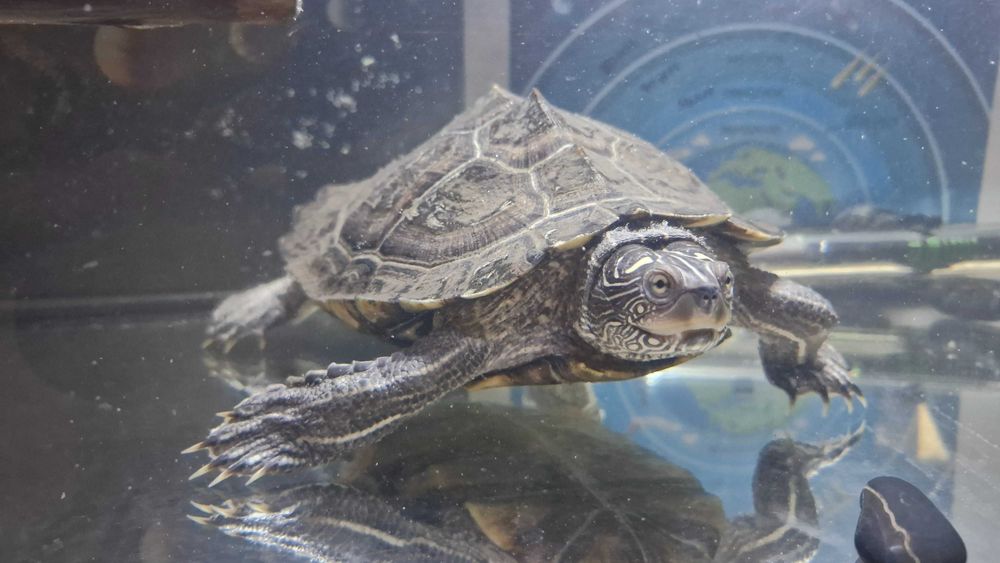 Acvariu cu broasca testoasa