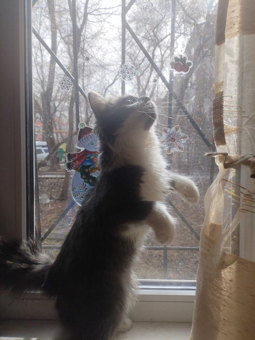 Отдам котофея Филю