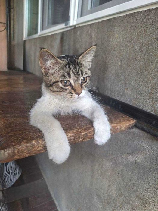 Котятки в добрые руки