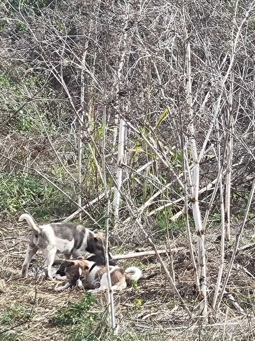 4 catelusi metis Fox Terrier pentru adoptie