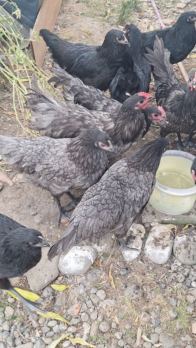 Puicute si cocosi Australorp