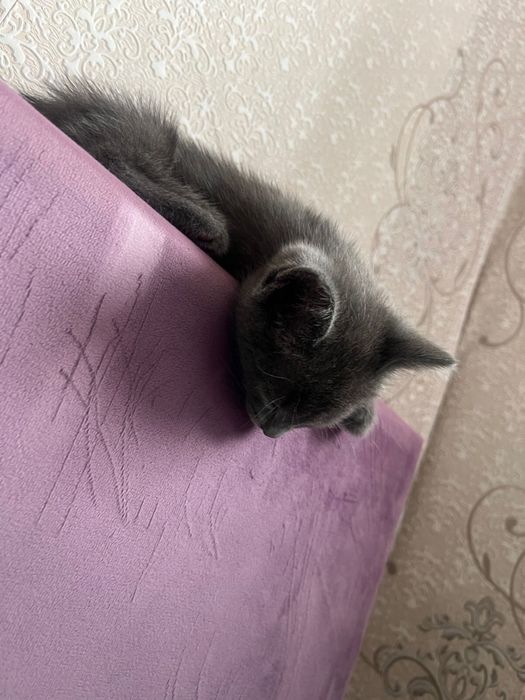 Отдам котят в добрые руки.