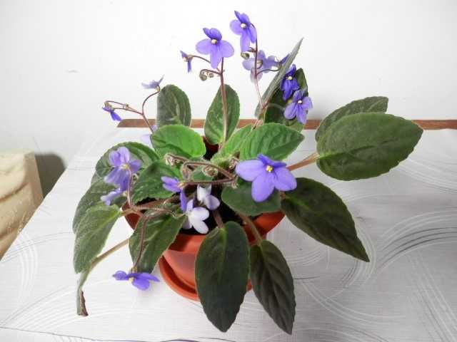 Violete de Parma mov, curgătoare, roz, albastră și albastru cu alb