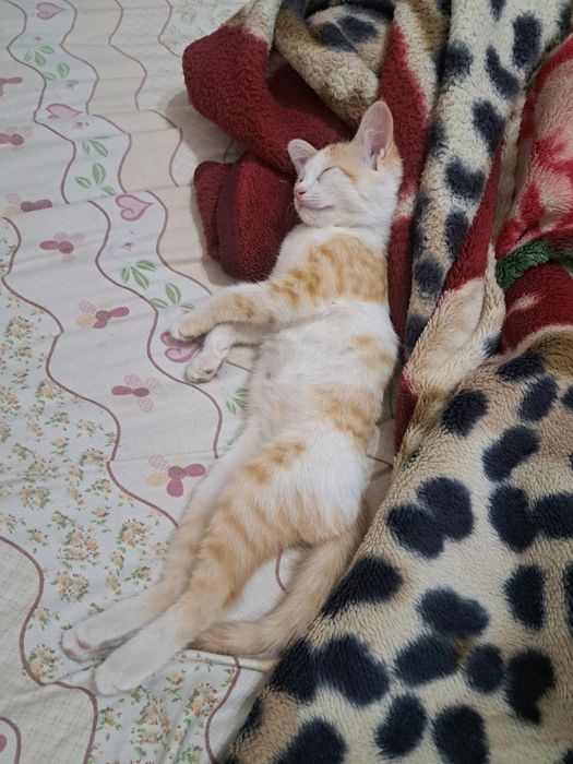 Mushuk 5 oylik erkak