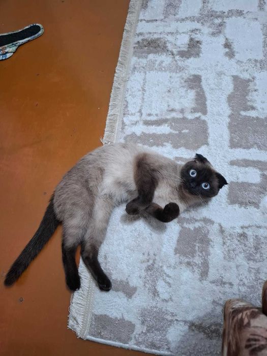 Кошка сиамская вислоухая