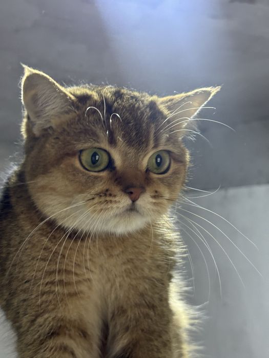 Продается кошка британская золотистая шиншилла