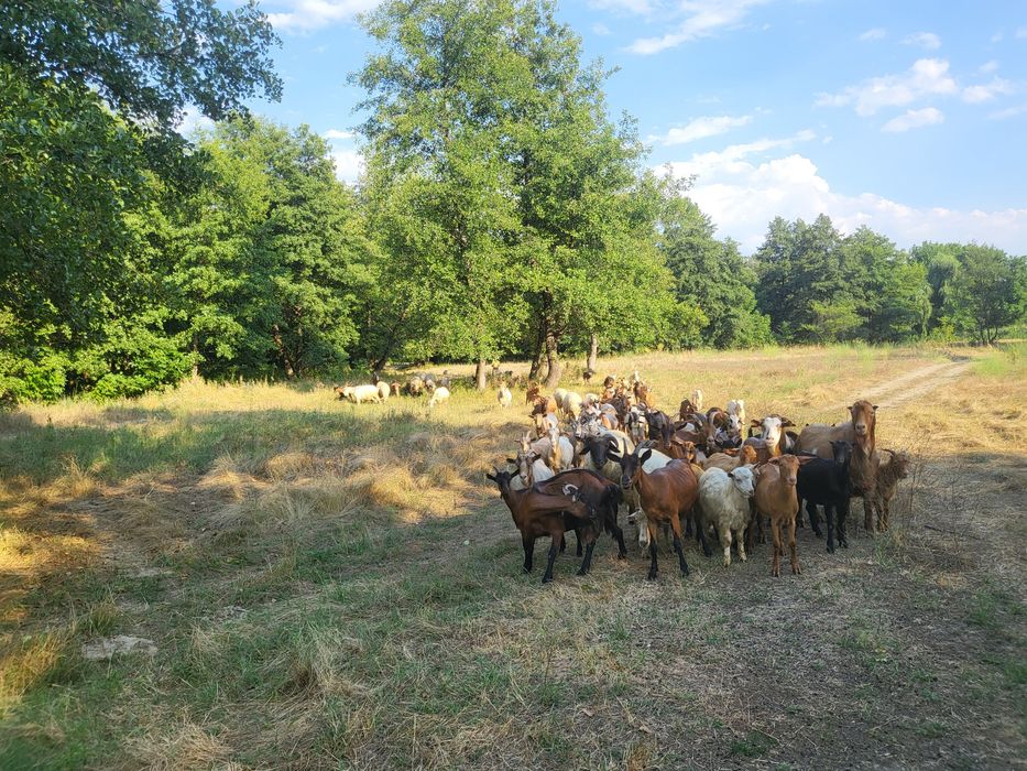 Vând turmă oi și capre