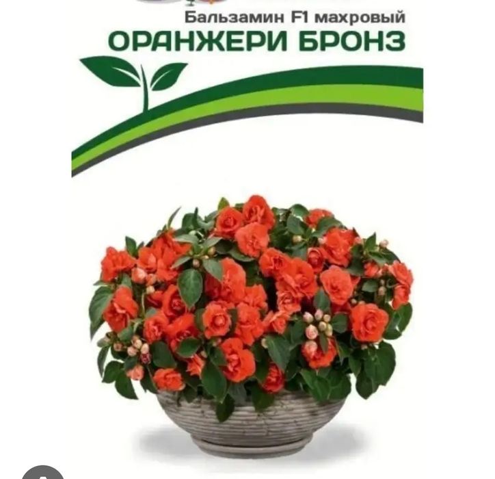 Бальзамин Оранжери Бронз