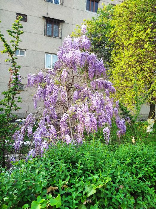 Глициния - прекрасная и душистая лиана