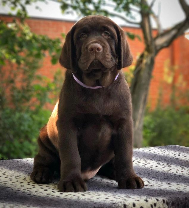 Щеночки Лабрадора-Ретривера!