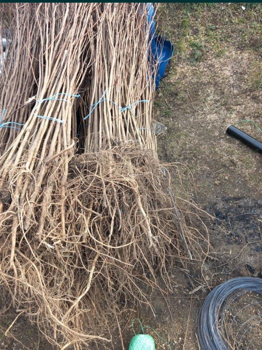 2023 puieți salcam frasin carpen stejar fag paltin tei mesteacăn plop