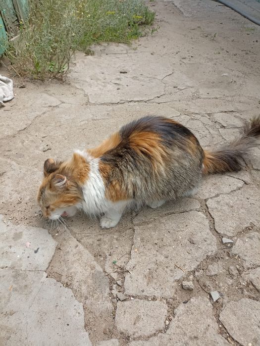 Отдам кошку с котятоми