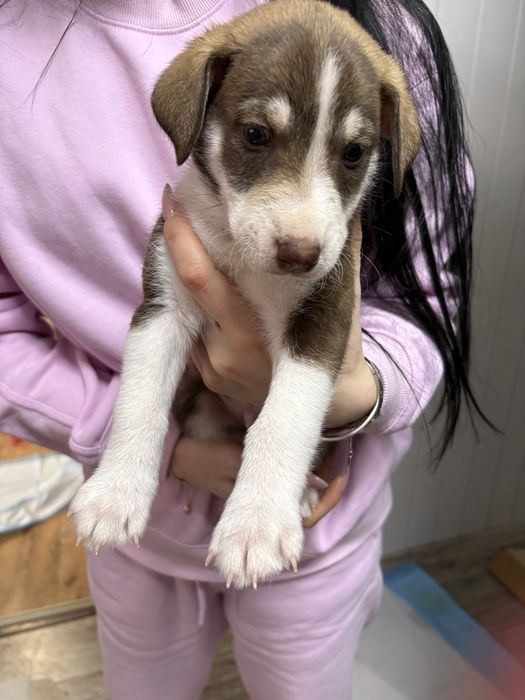 Малки кученца. Подаряват се!