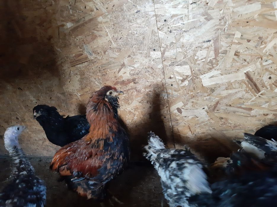 Pui araucana schimb cu porumb