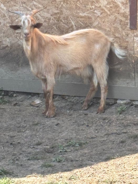 Tap  de 1 an de zile