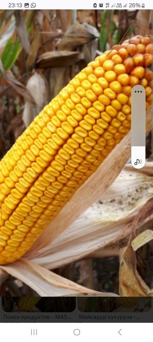 Жугеры собыгымен сатылады капталган