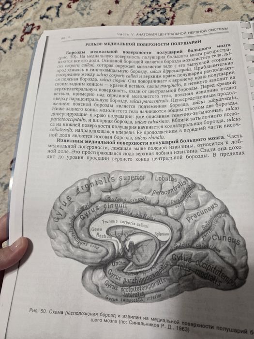 Анатомия нервной системы Синельников