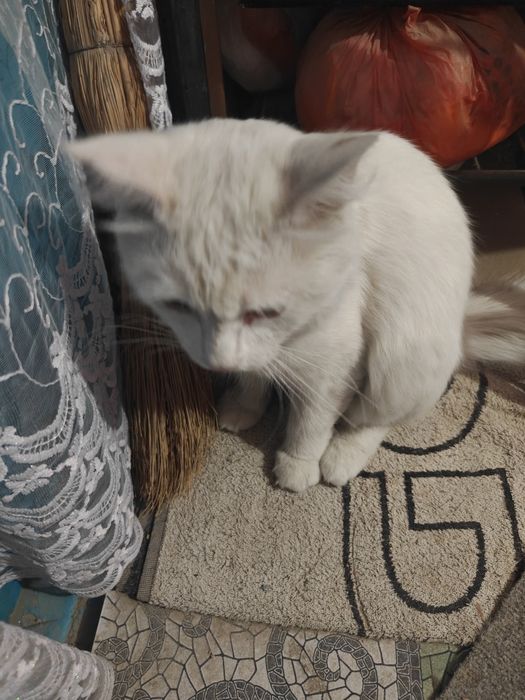 Отдам даром кота