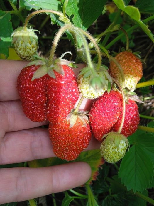 Продам саженцы клубники.