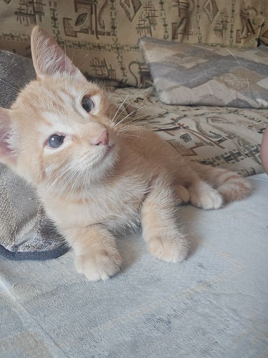 Отдам котёнка бесплатно
