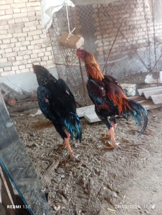 Shamo xoʻrozlar sotiladi