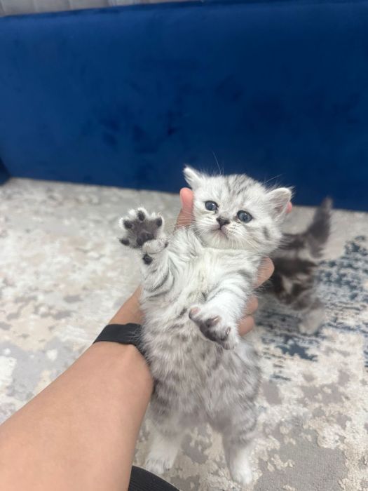 Котята породистые