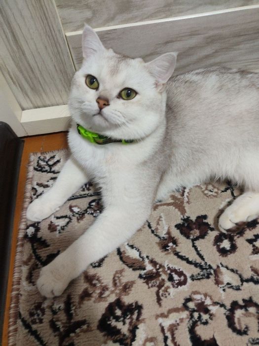 onasi Russkiy goluboy otasi britanski serebristi shinshilla