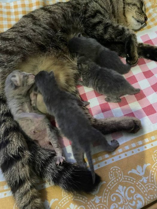 Mushukchalar hadyaga bariladi Sundan chiqqandan keyin ranglari seriy