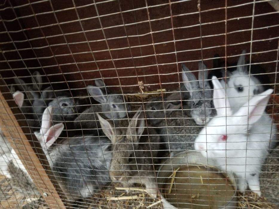 Flandr bolalari sotiladi 1oylik dan 45kunlikgacha