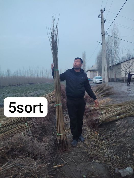 Терек кочатлар арзан нархларда
