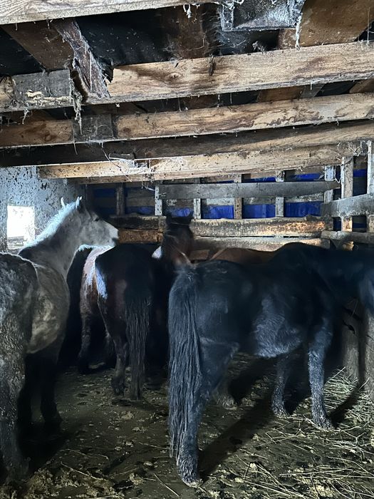 Продаются кобылы! Бие сатылады!