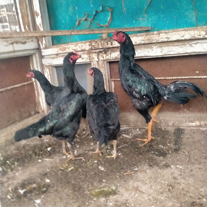 Дакендер сатылады