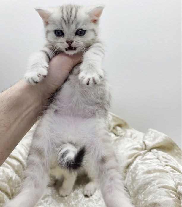 . ШотЛанДскиЕ КотЯта