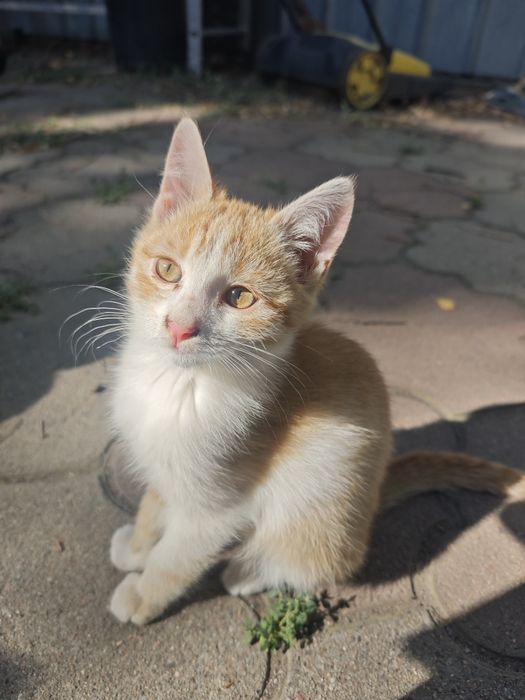 Отдам классных котят в добрые руки