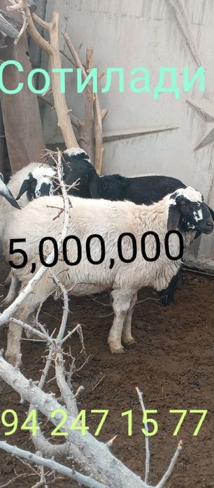 Срочно продаётся бараны!