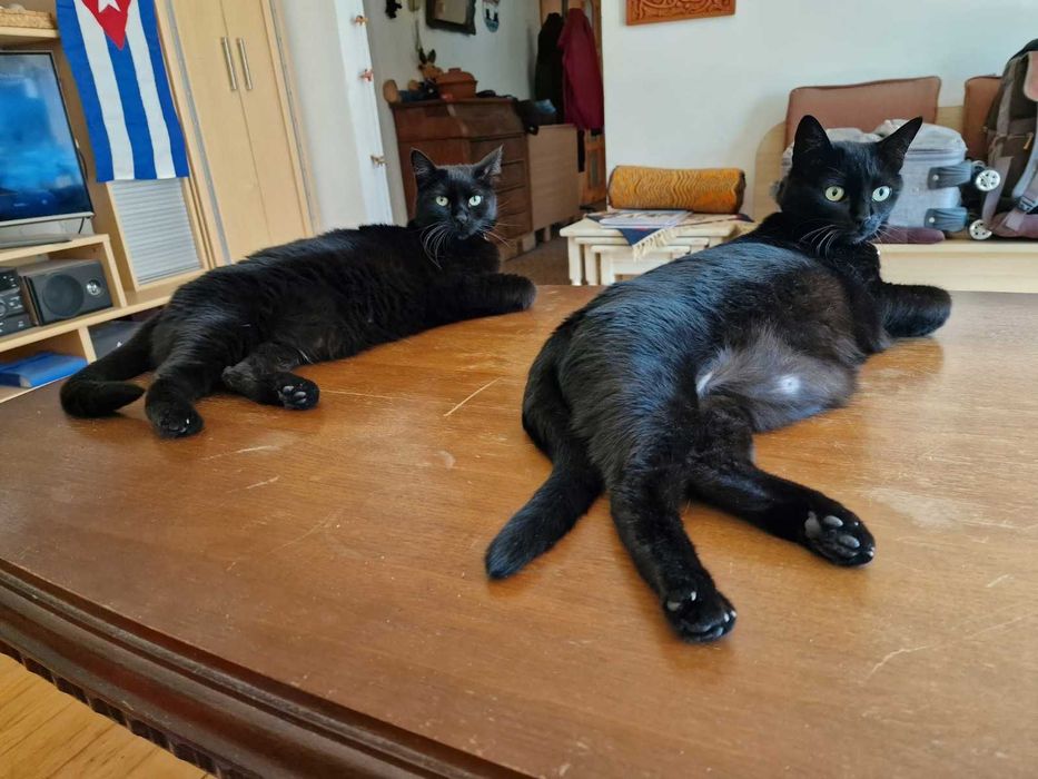Adopție 2 pisici sterilizate, 8 ani – Brașov