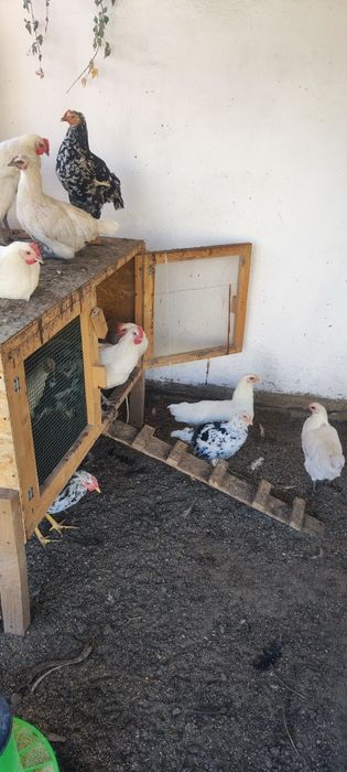 Găini, cocoși și pui