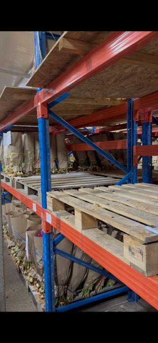 Тюльпаны по опотовым ценам