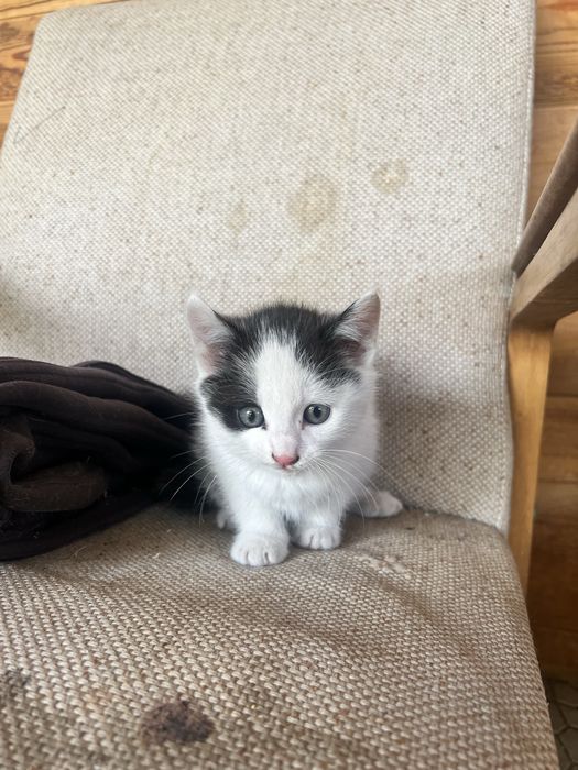 Отдам котят в хорошие руки , мальчик и девочка