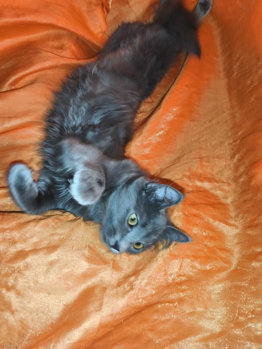 Продавам британски късокосмести долгокосмести котенца