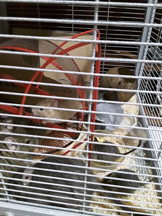 Pui de veverita degu