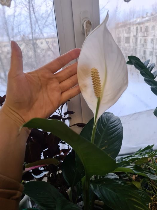 Женское счастье цветок