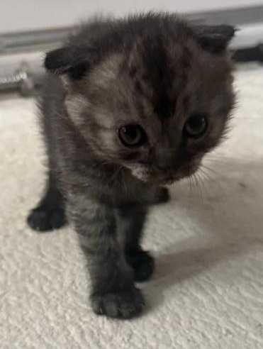 Продам шотландских котят